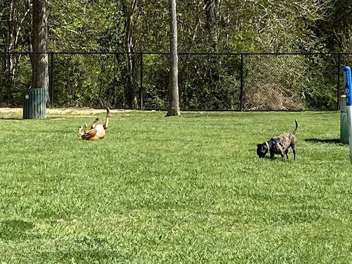 Bark Park at Countryside (League City Dog Park) 4