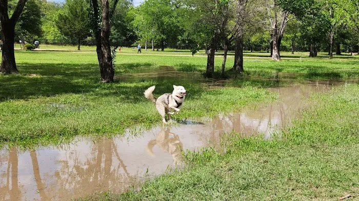 Congressman Bill Archer Dog Park 6