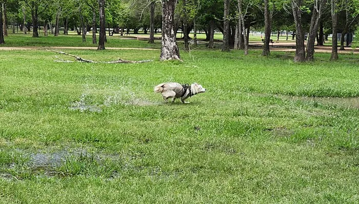 Congressman Bill Archer Dog Park 8