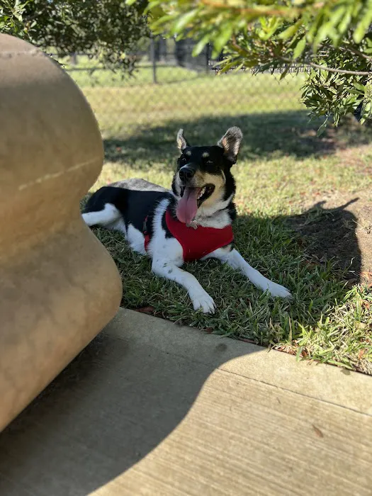 Charterwood Dog Park 10