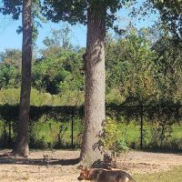 Meyer Dog Park ico