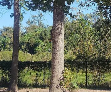 Meyer Dog Park