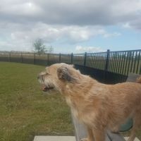 Harvest Green Dog Park ico