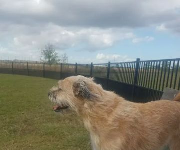 Harvest Green Dog Park