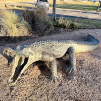 Pawm Springs Dog Park ico
