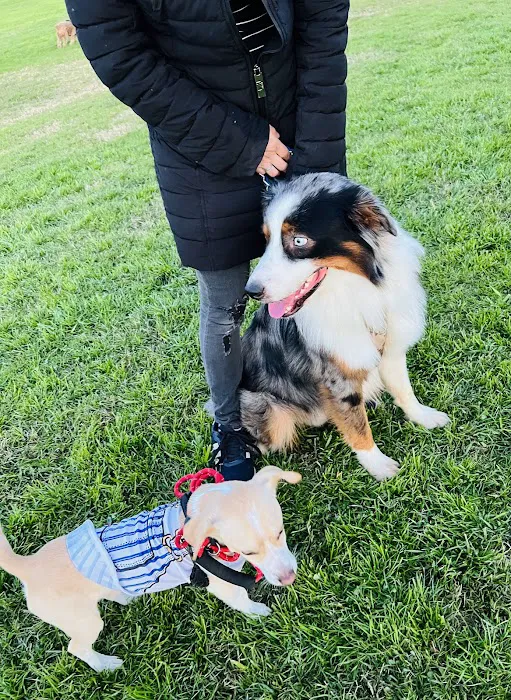 Pawm Springs Dog Park 10