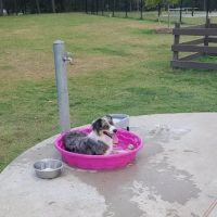 Rob Fleming Dog Park ico