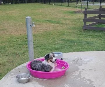Rob Fleming Dog Park