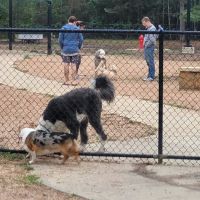 Bear Branch Dog Park ico