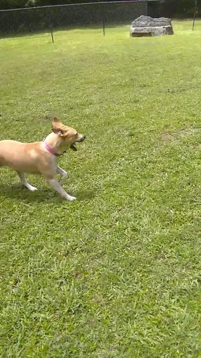 Harper's Landing Dog Park 5