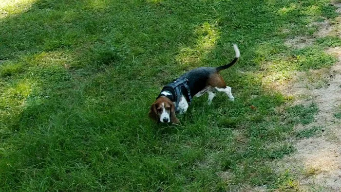 Burroughs Dog Park 7