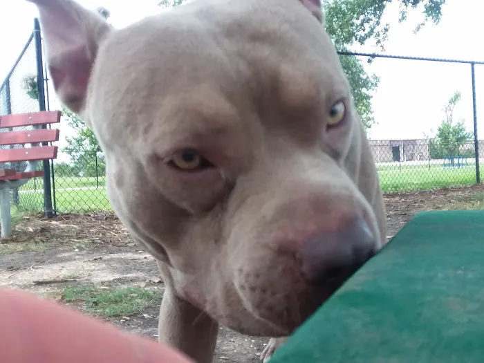 Texas City Dog Park 8