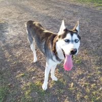 Texas City Dog Park ico