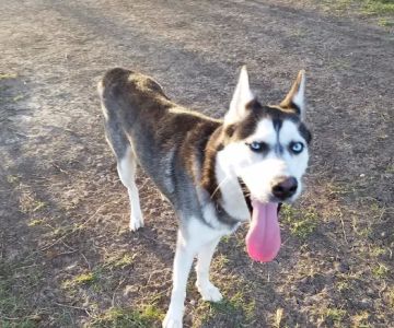 Texas City Dog Park