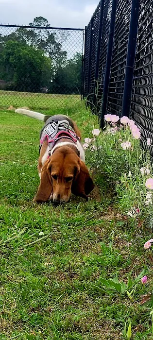 Alvin Dog Park 2