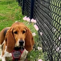 Alvin Dog Park ico