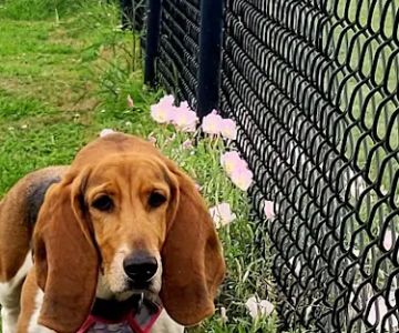 Alvin Dog Park
