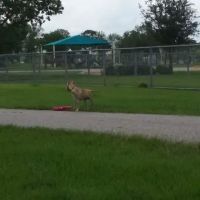 Tom Bass Dog Park ico