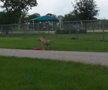 Tom Bass Dog Park