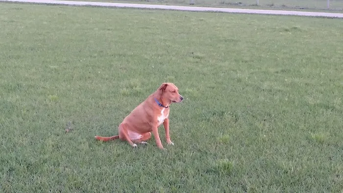 Tom Bass Dog Park 7