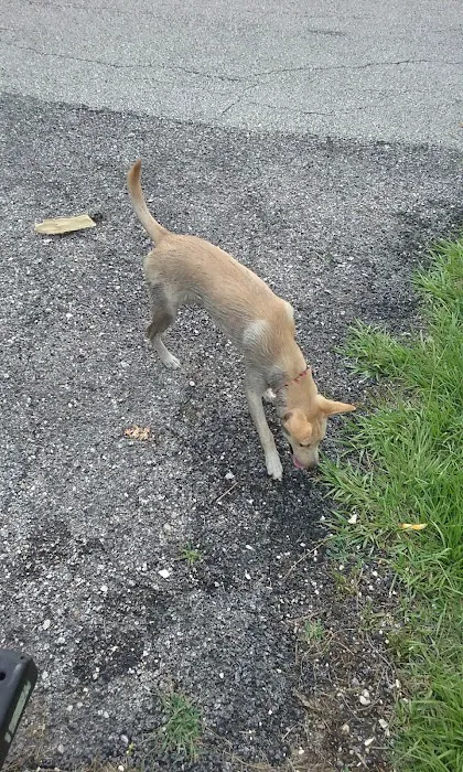 Tom Bass Dog Park 8
