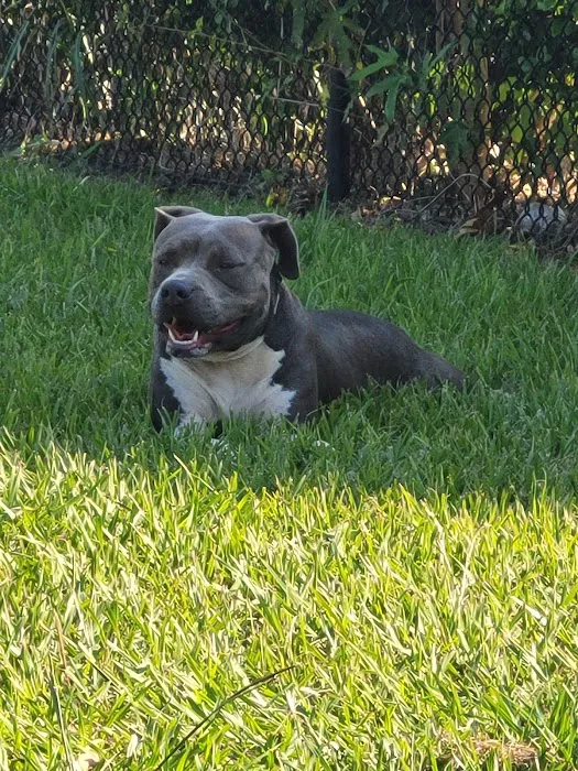 Southdown Dog Park 4