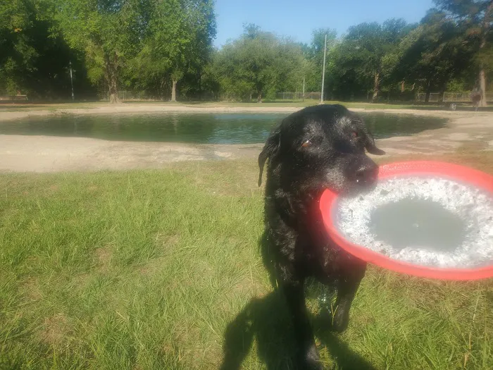 City of Katy Off-Leash Dog Park 5