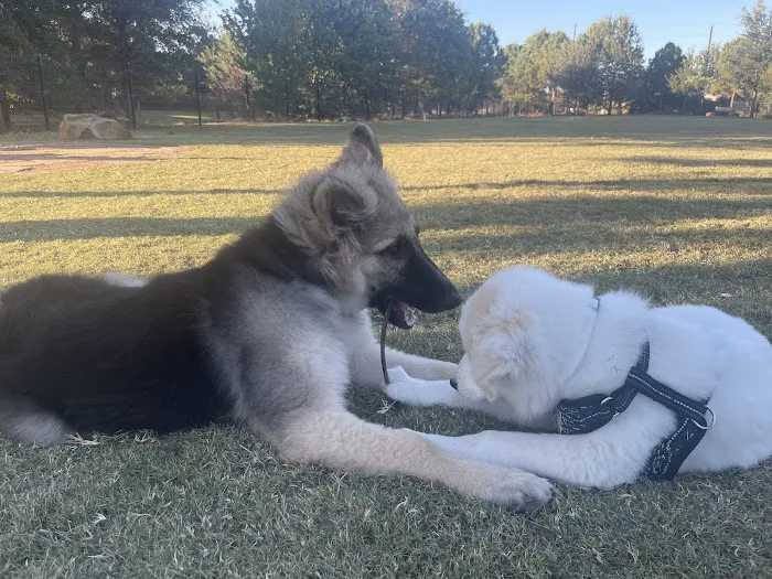 Cross Creek Ranch Canine Commons 7