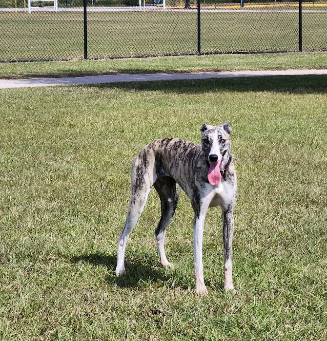 Beverly Kaufman Dog Park 9