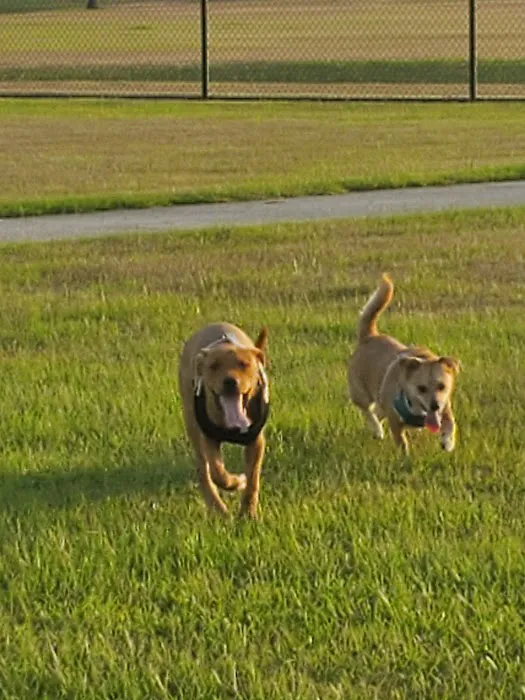 Beverly Kaufman Dog Park 6