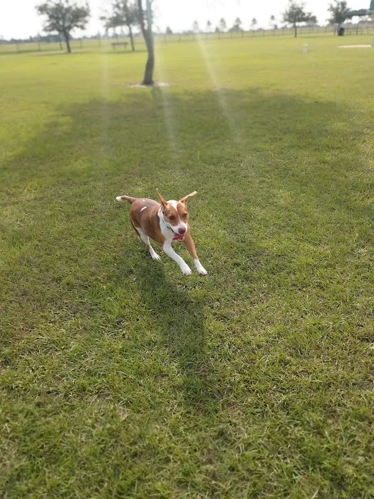 Beverly Kaufman Dog Park 10