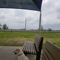 Walnut Creek Dog Park ico