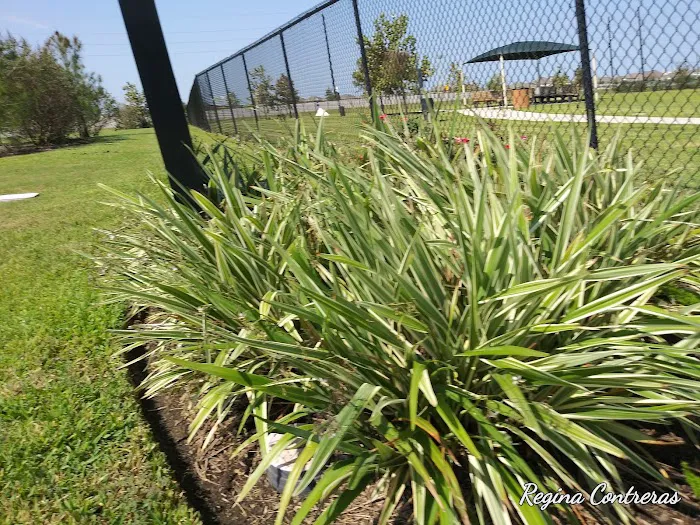 Walnut Creek Dog Park 6