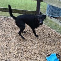 Admiral Bark Park ico
