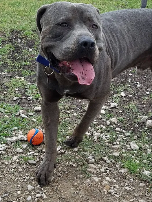 Officer Cash Memorial Dog Park 10