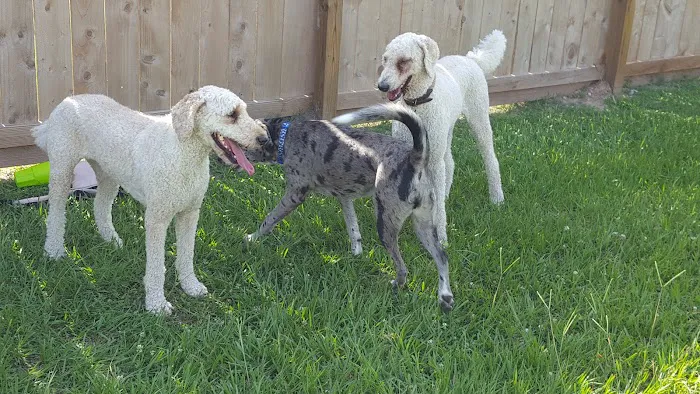 Officer Cash Memorial Dog Park 6