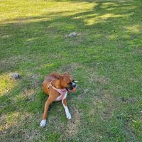 BASF Dog Park ico