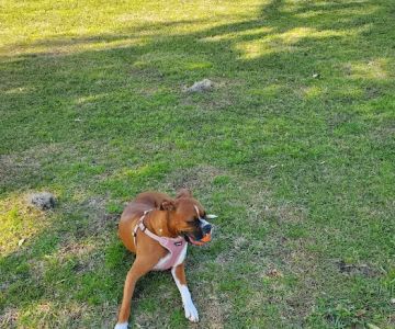 BASF Dog Park