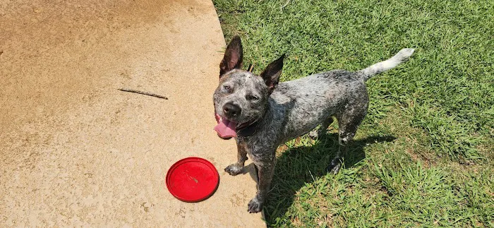 BASF Dog Park 7