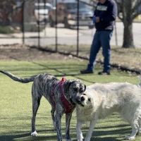 The Dog Park at Immanuel ico