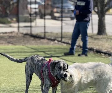 The Dog Park at Immanuel