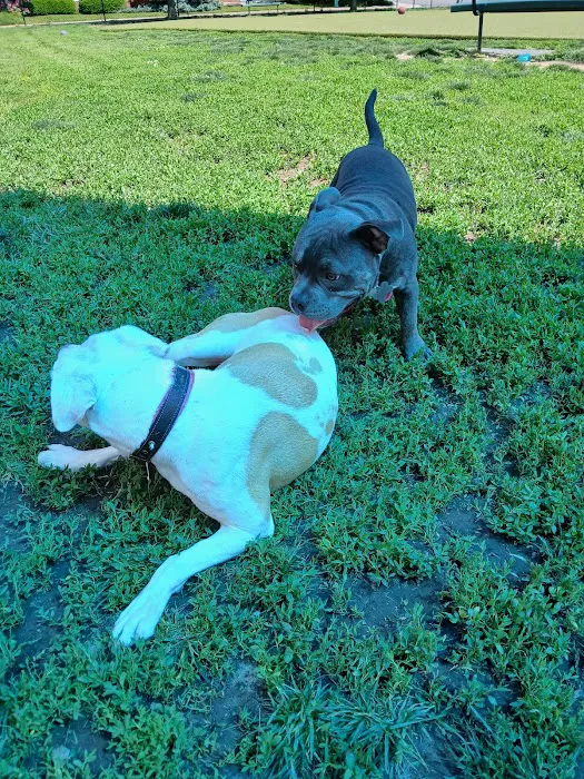 The Dog Park at Immanuel 5