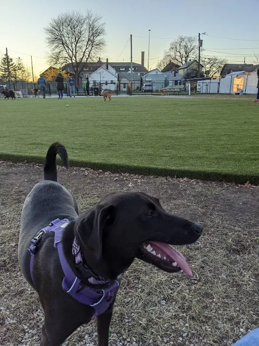 The Dog Park at Immanuel 8