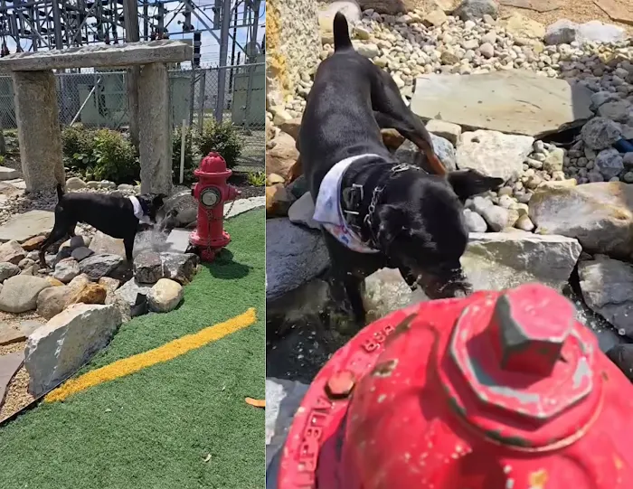 Dog Henge Dog Park 7