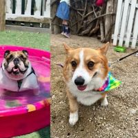 Dog Henge Dog Park ico