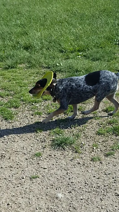 Dog Park 10