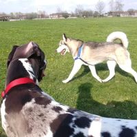 Dog Park ico