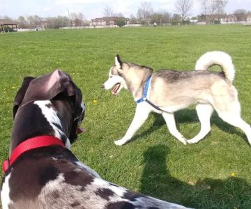Dog Park