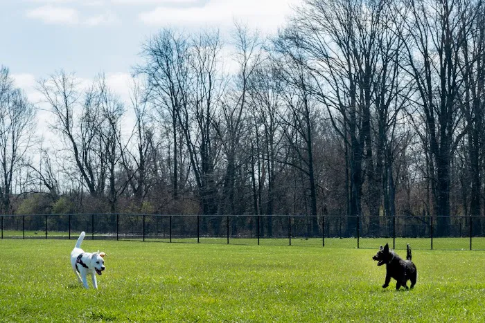 Dog Park 6