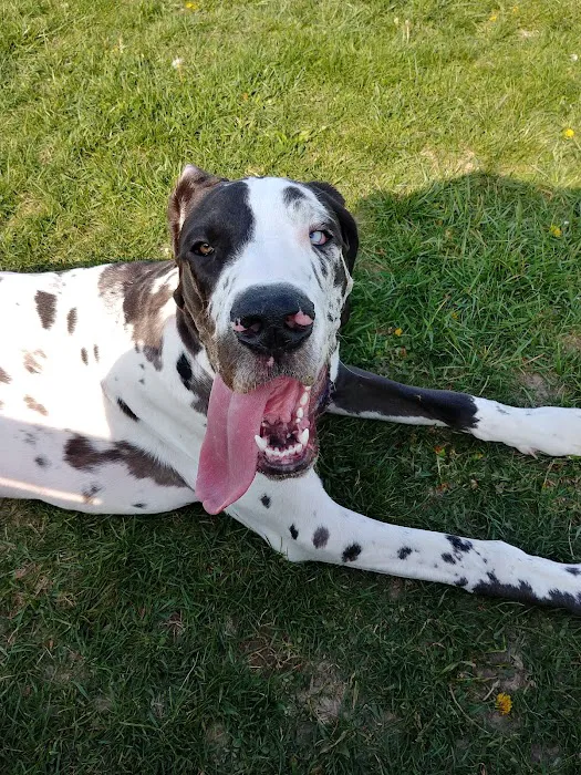 Dog Park 3